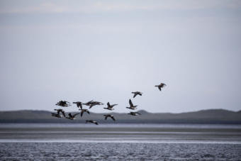 Global warming is altering the Pacific black brant’s behavior. About one-third of the population arriving at the Izembek National Wildlife Refuge now stays for the winter, increasing every year by about 7 percent, according to research.