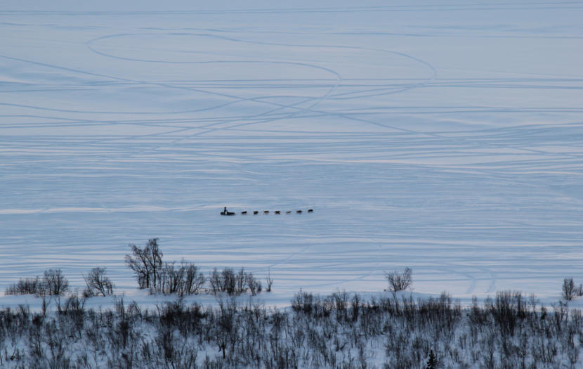 A dog team heading toward the Yentna Station checkpoint.
