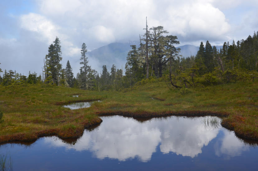 The Tongass National Forest near Wrangell, Alaska, 2016.