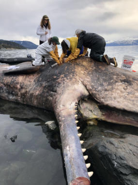 A team of marine mammal experts perform a necropsy on a male sperm whale.