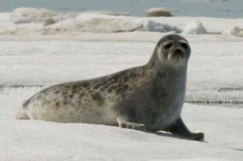 Ringed seal