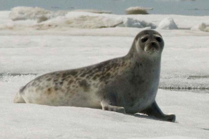 Ringed seal