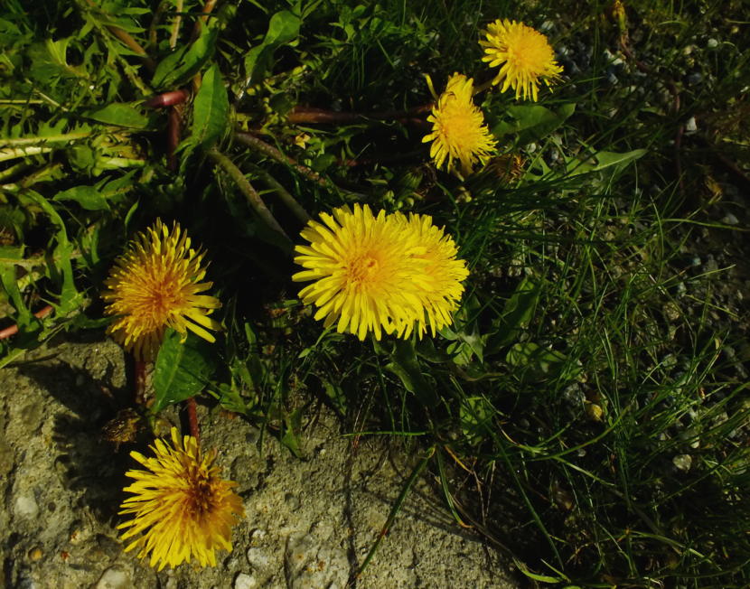 Dandelions bloom before they go to seed in an adjunct of the KTOO Agriculture Test Station and Garden of Science!