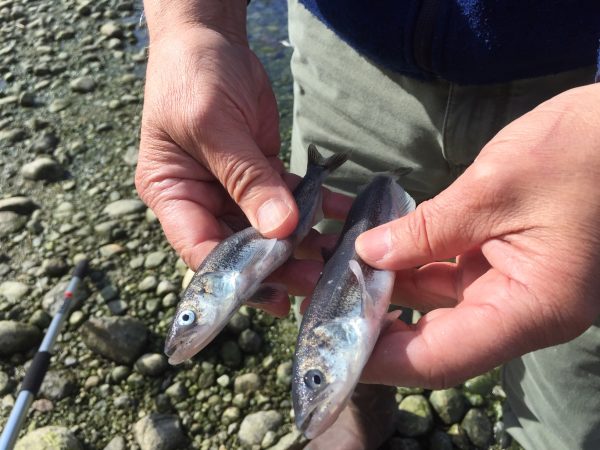 Tony Strong holds two eulachon, or “hooligan” (Photo by Claire Stremple/KHNS)