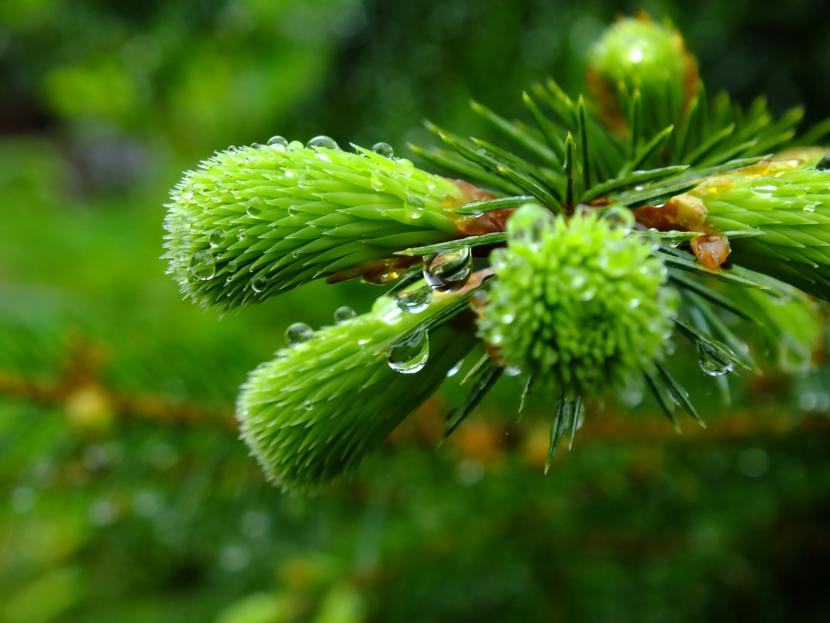 Spruce tips wait to be plucked in the morning dew in May 2017. (Photo courtesy Matt Miller)