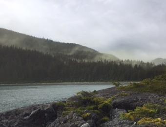 Spruce tree pollen blooms at Battery Point in Haines.