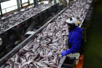 Pollock, seen here at a processing plant in Dutch Harbor, in the Aleutian Islands, are one of the species being found in increasing numbers in the northern Bering Sea. (Photo by Berett Wilber)
