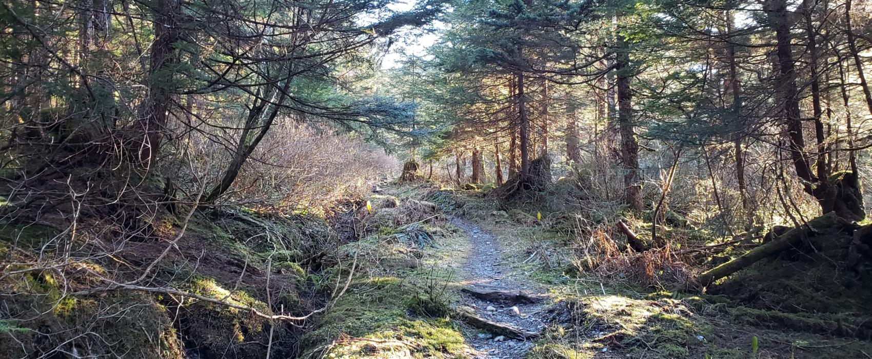 The Treadwell Ditch Trail on Douglas Island, pictured here on April 29, 2019, runs a gently sloped 14 miles from near Eaglecrest Ski Area into Douglas. Miners first cut the ditch and trail in the 1880s to supply water and power to the now flooded Treadwell Mine in Douglas.