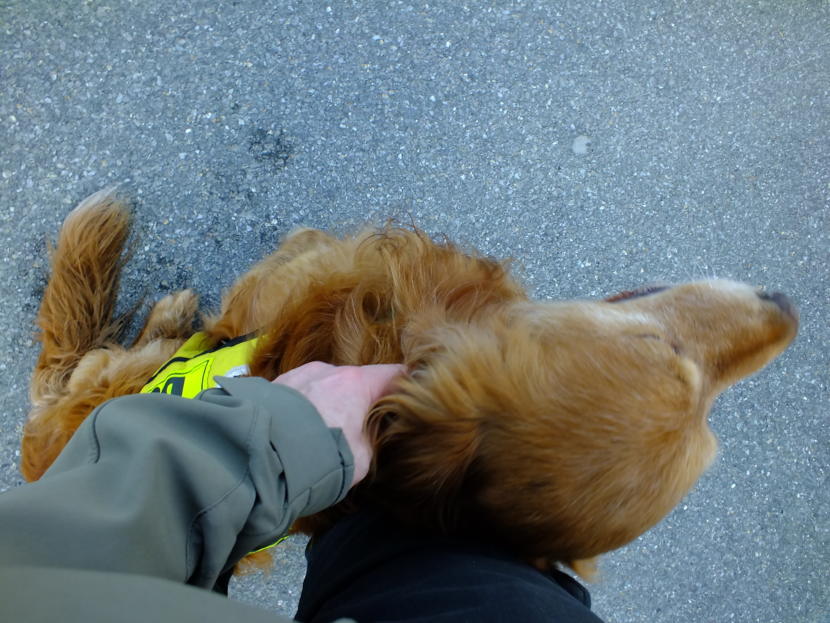 Brew, a 9 year old Golden Retriever with SEADOGS, demands some love and attention from a visiting reporter. (Photo by Matt Miller/KTOO)