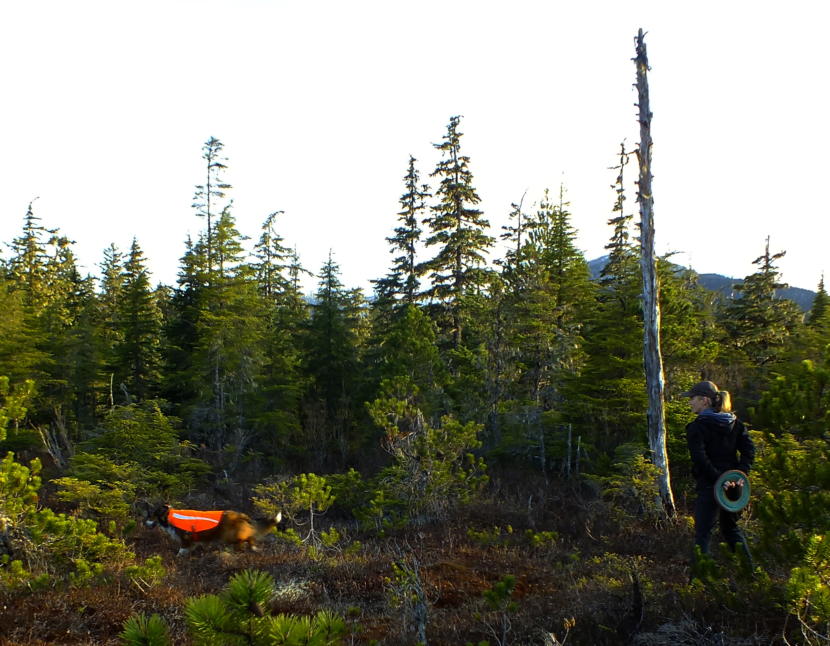 SEADOGS’ Rebecca Albert follows her dog Tilli, a 3 year old Collie, as she follows the scent of a volunteer during a recent evening training session in Juneau. (Photo by Matt Miller/KTOO)