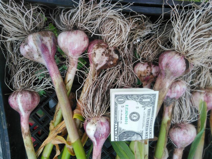 Asian tempest garlic harvested July 12.