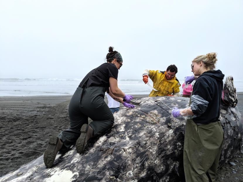 Emily Iacobucci climbs on top of the gray whale to help volunteers strip blubber.