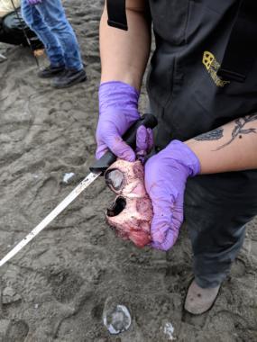 Emily Iacobucci holds the gray whale’s eyeball cut open. Samples taken from the eye will be tested for algal bloom toxins.