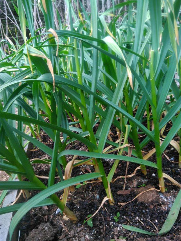 Russian giant garlic two to four weeks from harvest depending on rainfall.