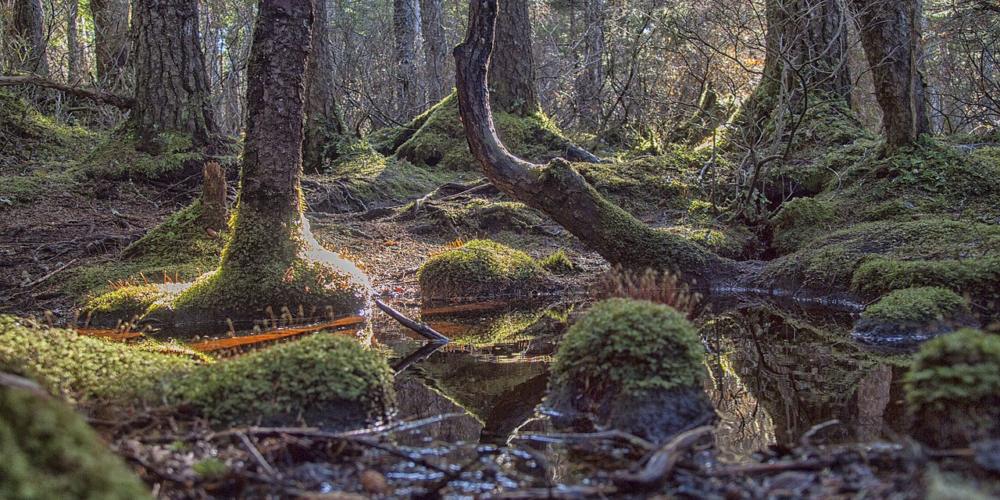 Lena Loop trail near Juneau in the Tongass National Forest.