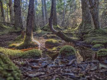 Lena Loop trail near Juneau in the Tongass National Forest.