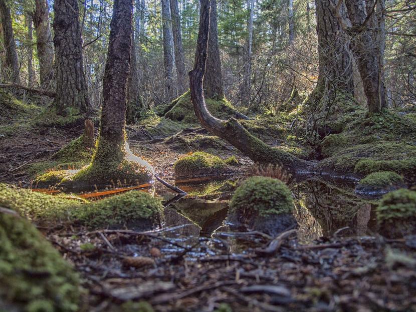 Lena Loop trail near Juneau in the Tongass National Forest.
