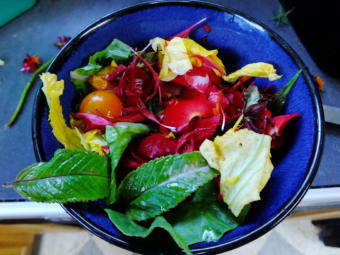 Beebom, nasturtium, and begonia flowers liven up what would've been a routine and forgettable salad.