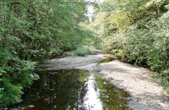 Ohmer Creek south of Petersburg on Mitkof Island shows signs of low water in July. The creek usually brings in a variety of salmon to spawn. (Photo by Joe Viechnicki/KFSK)