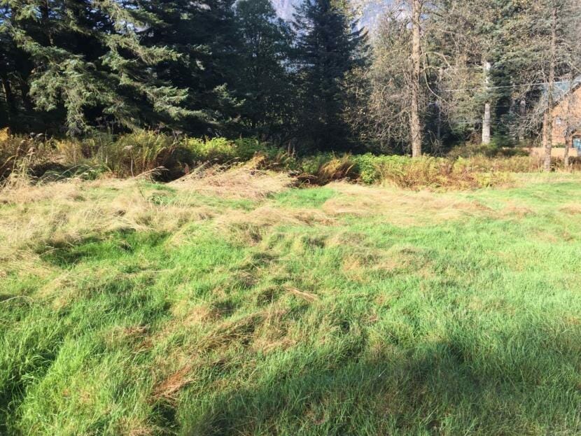 Graves are barely visible in an overgrown cemetery on Douglas island, pictured on Sep. 28, 2019. (Photo by Zoe Grueskin/KTOO)