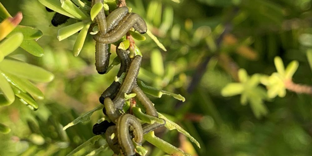 Hemlock sawfly in its larval form. (Photo courtesy of U.S. Forest Service)
