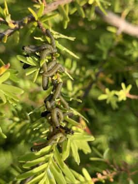 Hemlock sawfly in its larval form. (Photo courtesy of U.S. Forest Service)