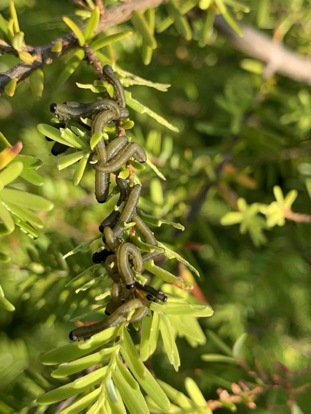 Hemlock sawfly in its larval form. (Photo courtesy of U.S. Forest Service)