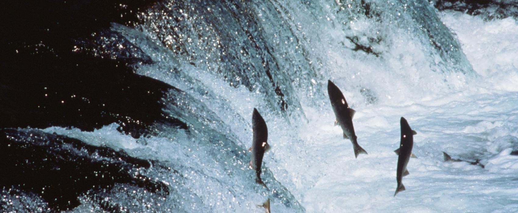 Adult sockeye salmon encounter a waterfall on their way up river to spawn.
