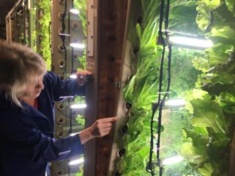 Skagway Brewing Co. gardner Amy Erfling peeks into the interior of an aeroponic garden panel.