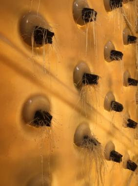 Root plugs rest inside an aeroponic panel at Skagway Brewing Co.