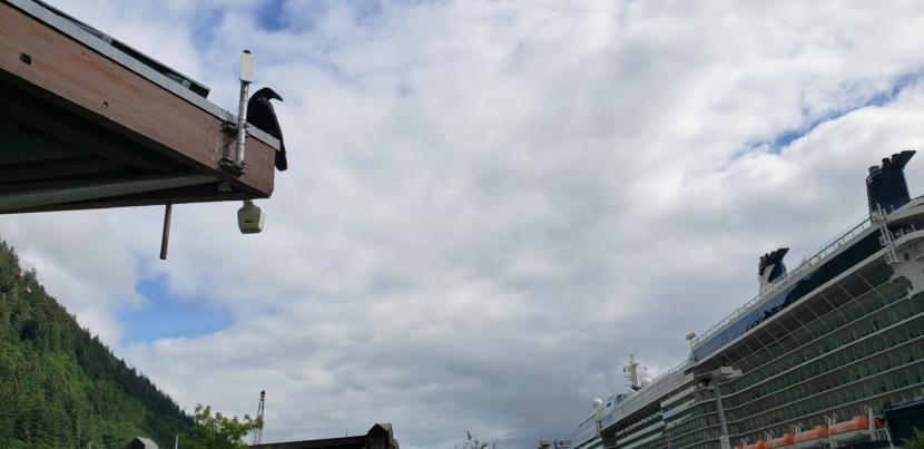 A raven sits next to a millimeter wave, high-capacity wireless backhaul on top of the Marine Park pavilion in downtown Juneau with the Celebrity Eclipse moored nearby on Aug. 15, 2019. The device connects a wireless hotspot in the pavilion to the internet, which the Juneau Public Library provides through SnowCloud Services during the cruise ship season, paid for with cruise ship passenger taxes.
