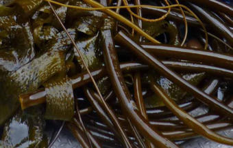 A close up of kelp. (Photo courtesy of the Petersburg Marine Mammal Center)