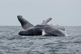 A pair of humpback whales breaching.