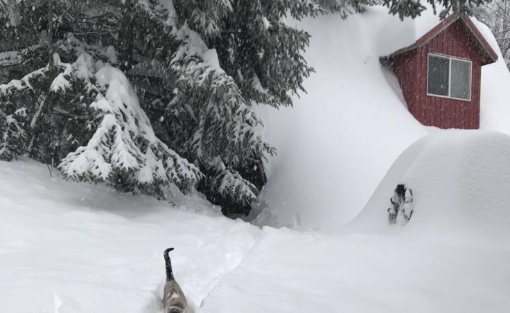 Edna the cat makes her way through deep snow in front of a snow-covered home in Haines. (Beth Douthit)
