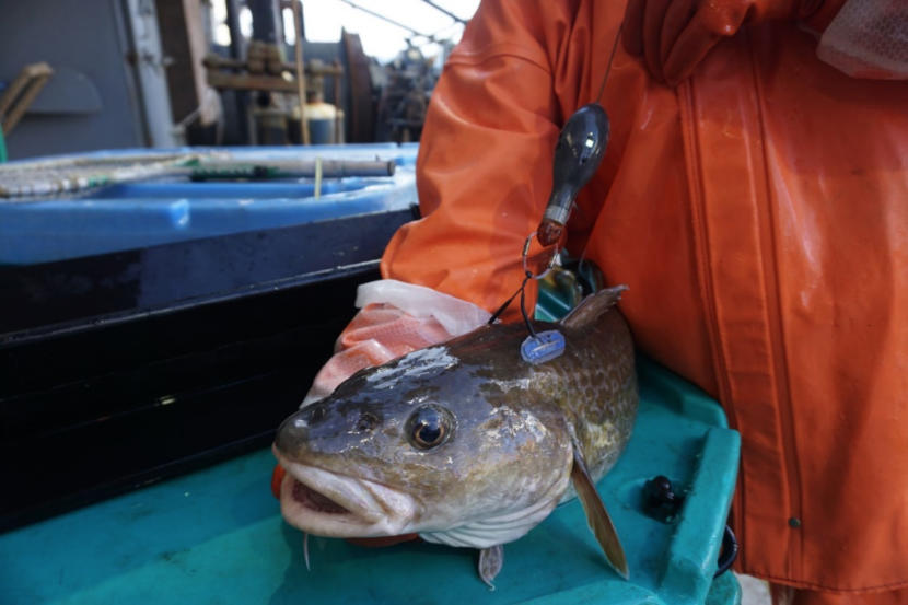 A fisher in an orange wet suit holds a Pacific cod.
