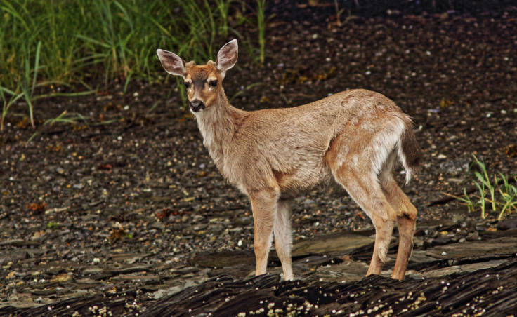 A Sitka black-tailed deer. (Creative Commons photo by Kenneth Cole Schneider)