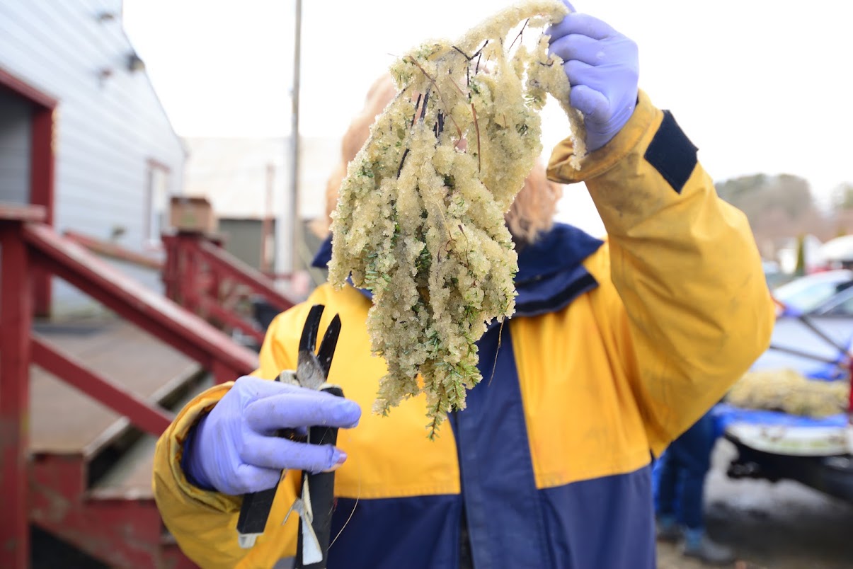 A person holding up herring eggs