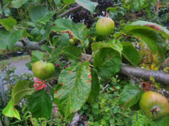 Apples