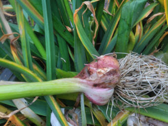 Garlic