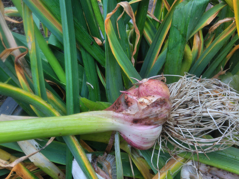 Garlic