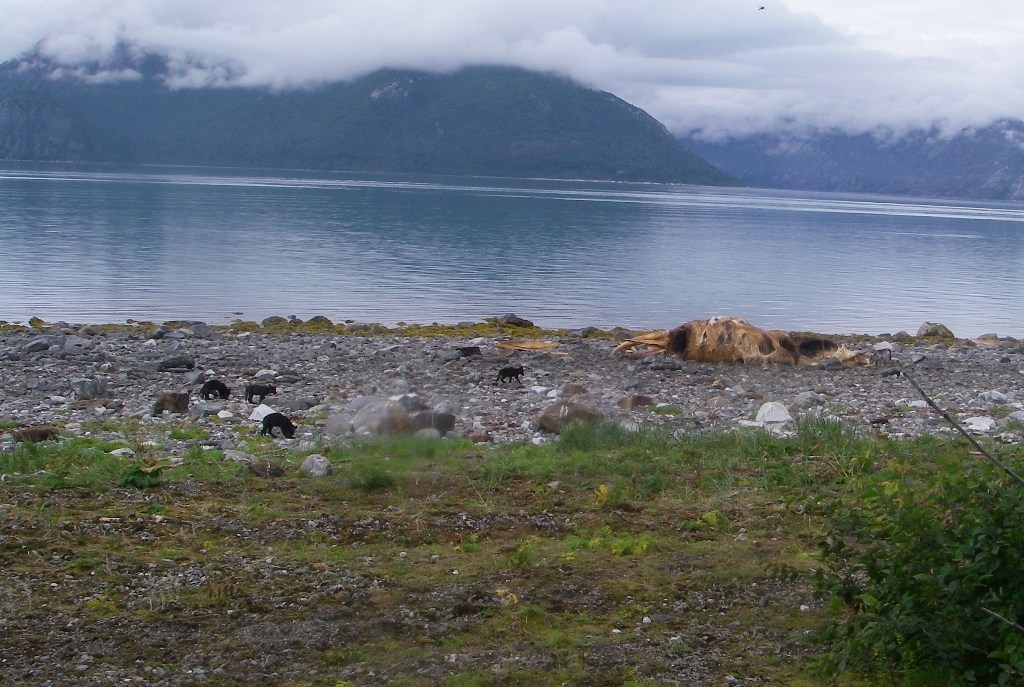 Wolf pups checking out the carcass in 2010 in Glacier Bay National Park and Preserve. (Photo courtesy U.S. National Park Service)