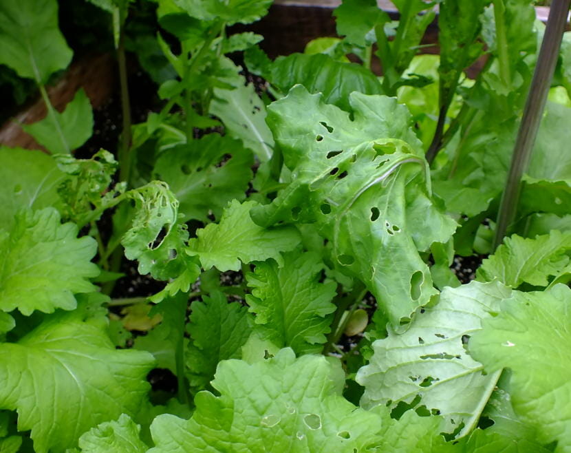Slugs on radish leaves
