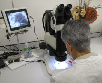 Seed inspection