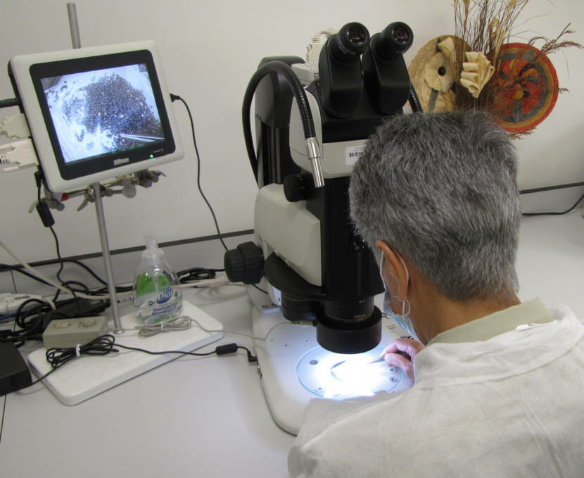 Seed inspection