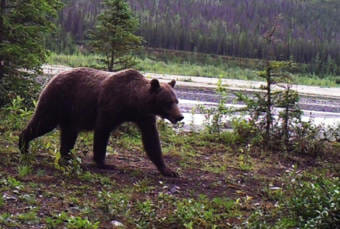 A grizzly bear roams through Nugget Creek in the Wrangell-St. Elias National Park. (Photo courtesy National Park Service)