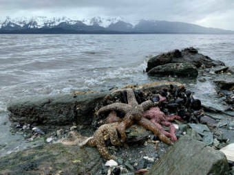 Blue mussels and sea stars clustered together on a beach on May 3, 2020 on Douglas Island. (Photo by Rashah McChesney/KTOO)