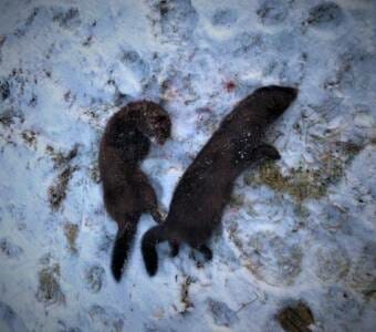 Two dead mink in the snow