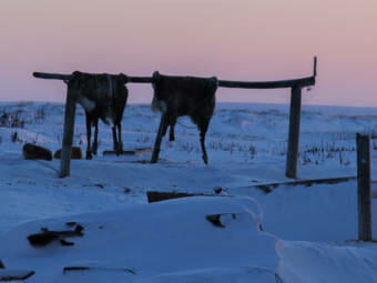 Two caribou hides hang on a wooden bar in an icy town