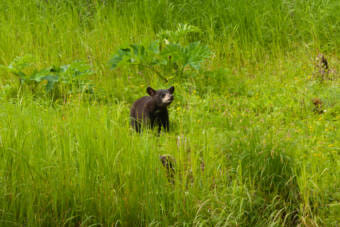 A black bear cub at the Mendenhall Wetlands State Game Refuge on June 19, 2021, in Juneau, Alaska. (Photo by Rashah McChesney/KTOO)