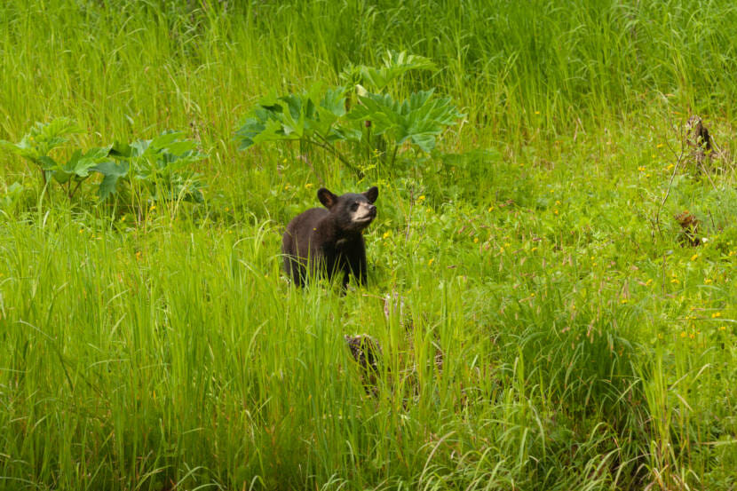 A black bear cub at the Mendenhall Wetlands State Game Refuge on June 19, 2021, in Juneau, Alaska. (Photo by Rashah McChesney/KTOO)